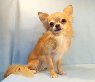 Взрослый кобель чихуахуа абрикосового окраса