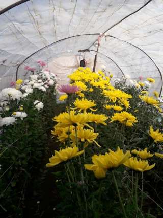 Цветы хризантема жёлтая, белая