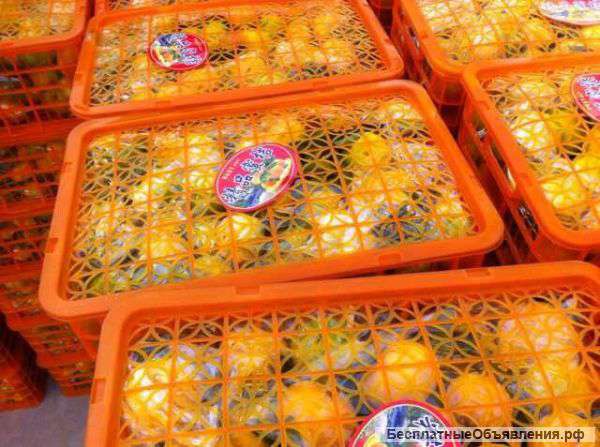 Свежие фрукты опт