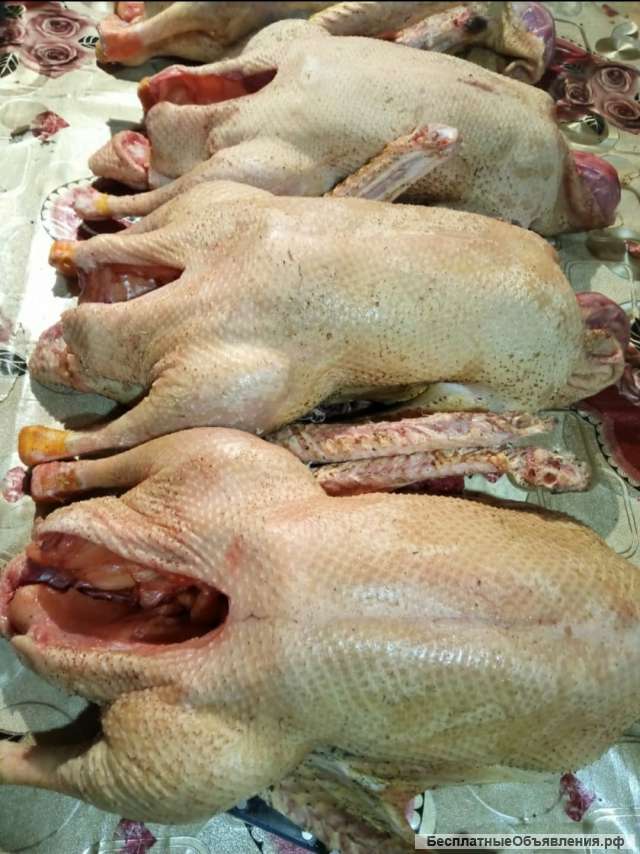 Гусиное мясо