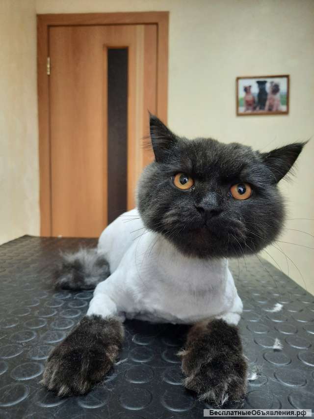 Стрижка кошек и собак