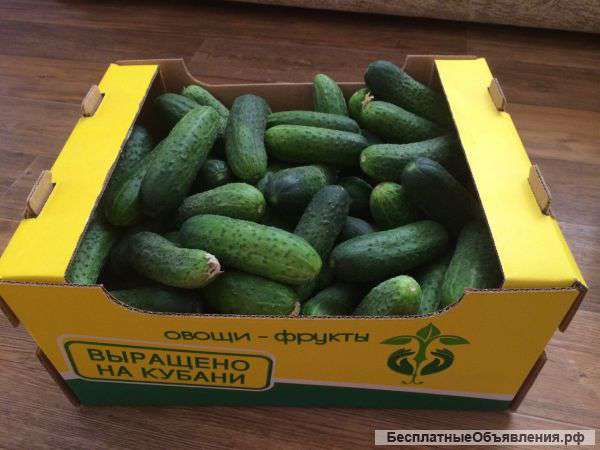 Огурцы Краснодарский Край