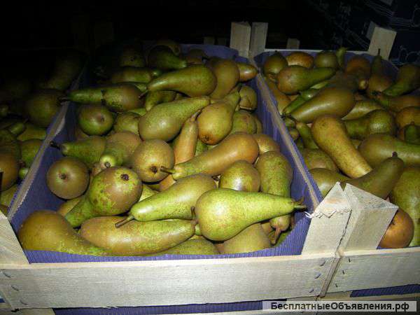 Груши Краснодарский Край