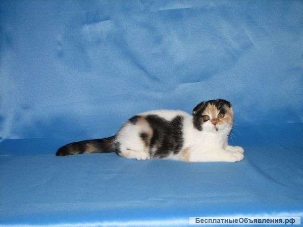 Шотландские вислоухие котята
