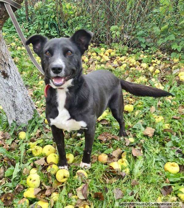 Милая дворянка Алиса ищет дом и семью