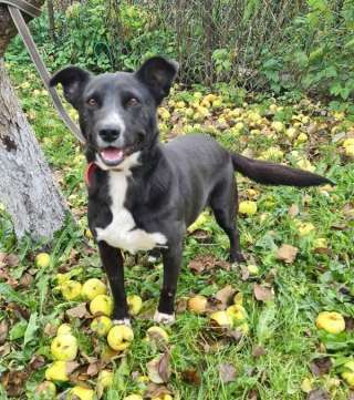 Милая дворянка Алиса ищет дом и семью