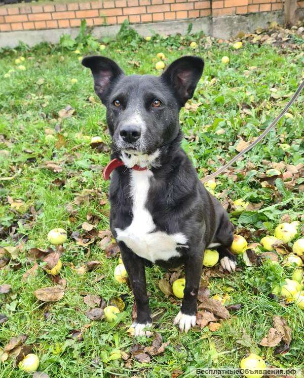 Милая дворянка Алиса ищет дом и семью