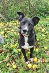 Милая дворянка Алиса ищет дом и семью