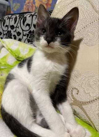 Котенок бесплатно