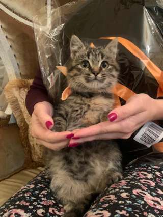 Общительная милая котенок Глашенька в добрые руки