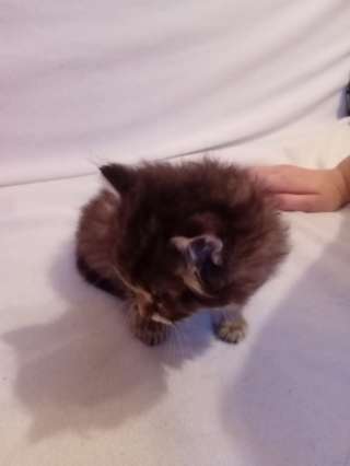 Котята 2 месяца