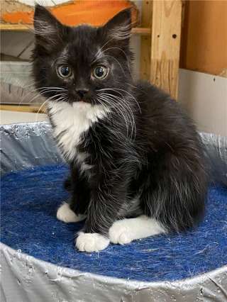 Чудесные малыши ищут семью