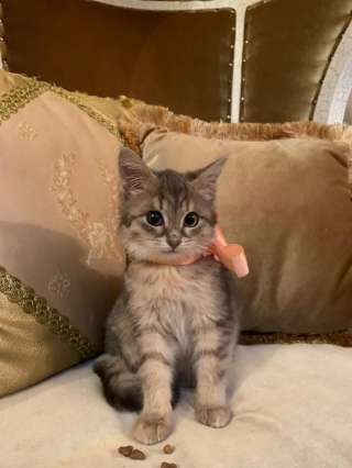 Дружелюбная позитивная котенок Хани в добрые руки