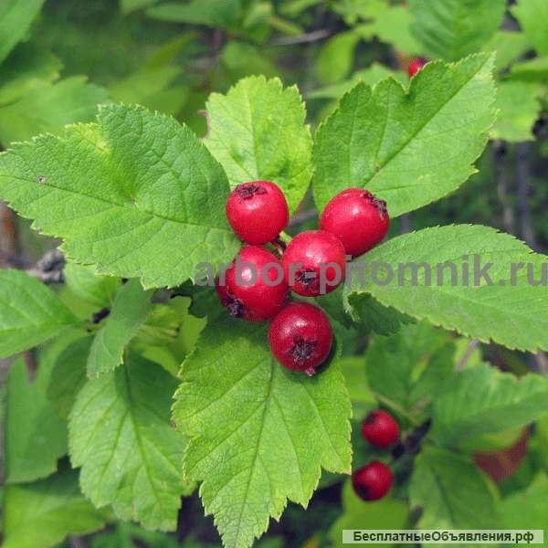 Саженцы боярышника купить в питомнике в Подмосковье