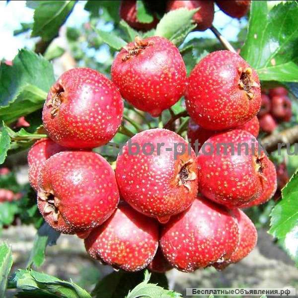 Саженцы боярышника купить в питомнике в Подмосковье