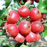 Саженцы боярышника купить в питомнике в Подмосковье