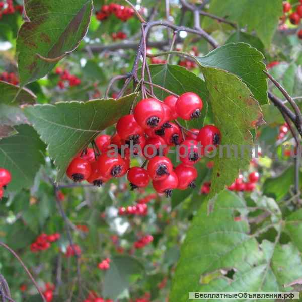 Саженцы боярышника купить в питомнике в Подмосковье