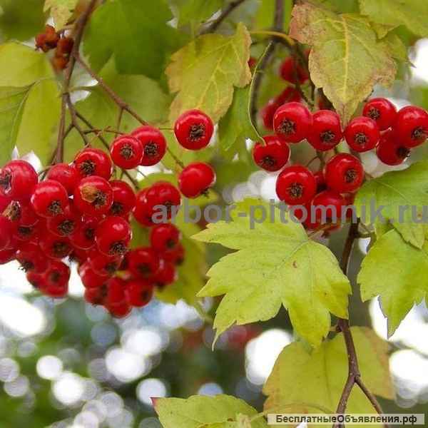 Саженцы боярышника купить в питомнике в Подмосковье
