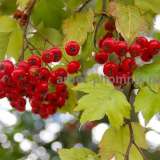 Саженцы боярышника купить в питомнике в Подмосковье