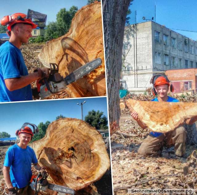 Спил деревьев Краснодар, спилить аварийные деревья во дворе, на участке