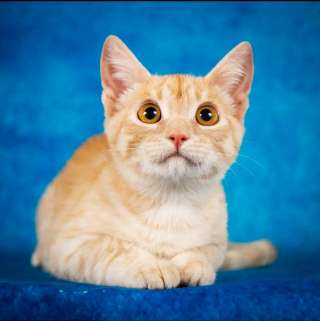 Рыжее солнышко котенок даром