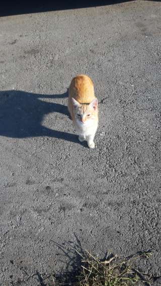 Рыжий котик