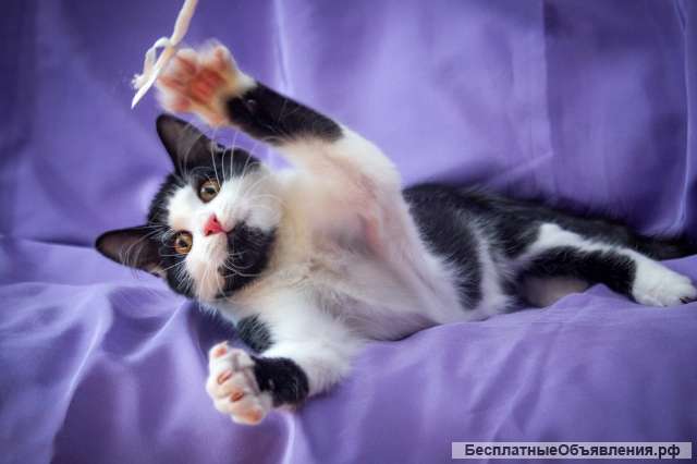 Мягкий воздушный котёнок Зефирчик в шоколаде в добрые руки