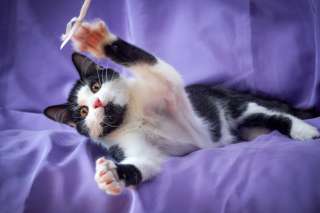 Мягкий воздушный котёнок Зефирчик в шоколаде в добрые руки