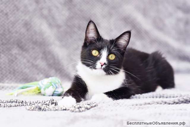 Котенок Мия даром