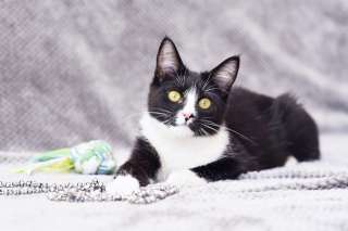 Котенок Мия даром