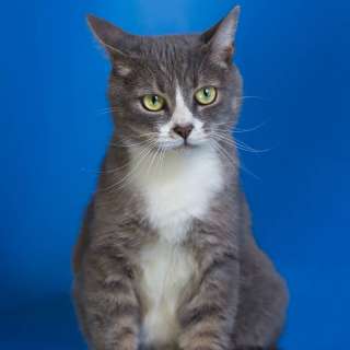 Шикарный кот Диего ждет хозяина в приюте