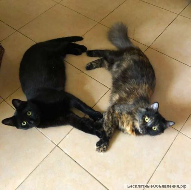 Красивые кошки ищут семью