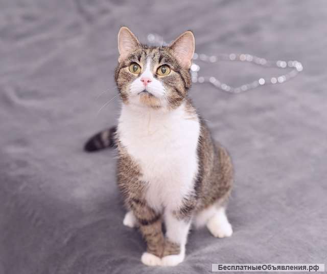 Взрослая кошка Мушка в добрые руки