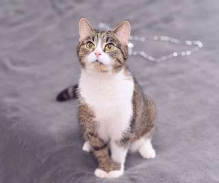 Взрослая кошка Мушка в добрые руки