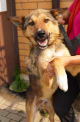 Помогите Мускату найти дом