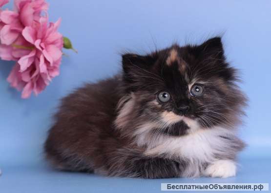 Касандра в добрые ручки