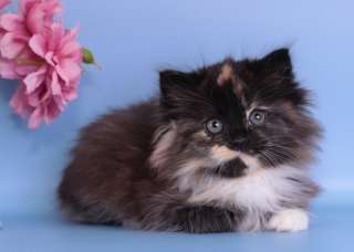 Касандра в добрые ручки