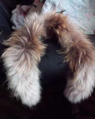 Лисий воротник опушка