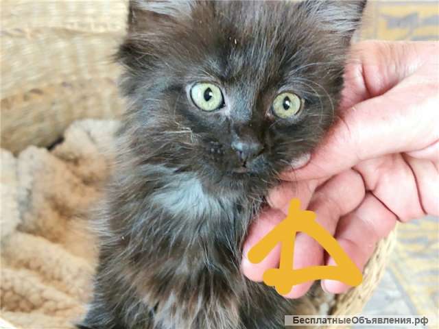 Малыши Пью, Кантик, Кнопочка и Лордик ищут дом