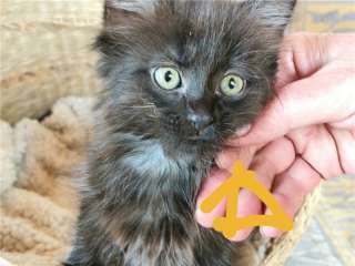 Малыши Пью, Кантик, Кнопочка и Лордик ищут дом