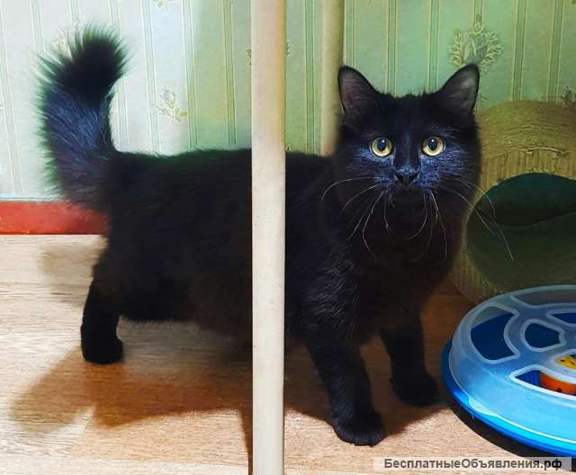 Ищет дом чудесная пушистая кошечка Бэсси