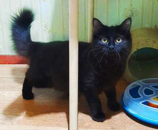 Ищет дом чудесная пушистая кошечка Бэсси