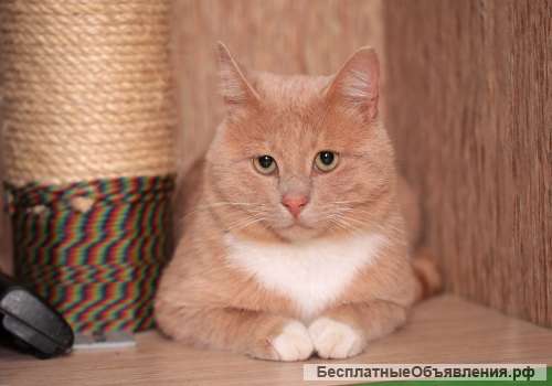 Персик ищет лучшего хозяина в мире