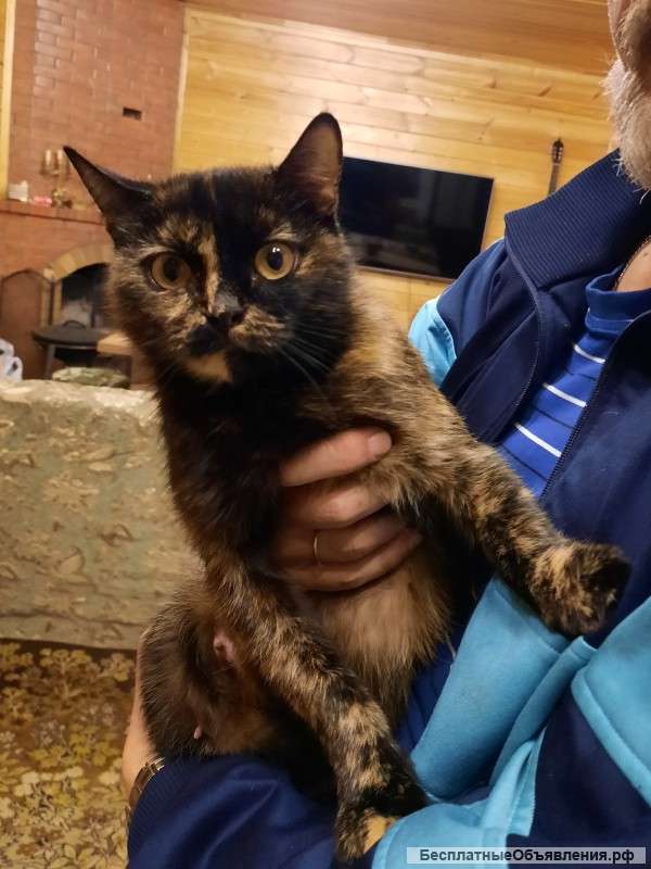 Кошечка в добрые руки