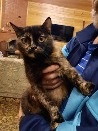 Кошечка в добрые руки