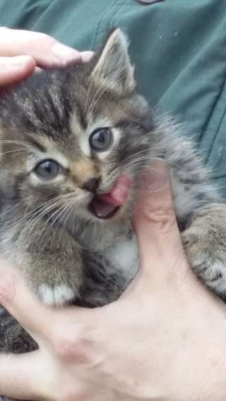 Помогите пристроить котят