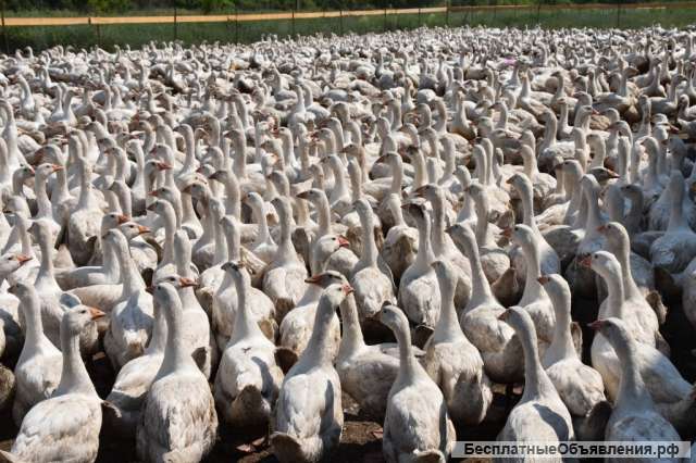 Мясо птицы оптом со склада птицефермы по лучшим ценам