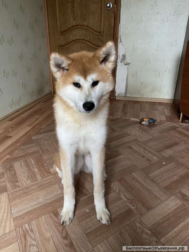 Щенок Акита-ину