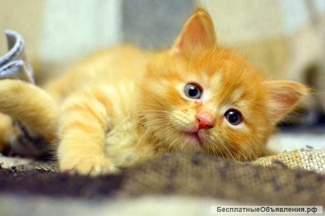 Котята в добрые руки