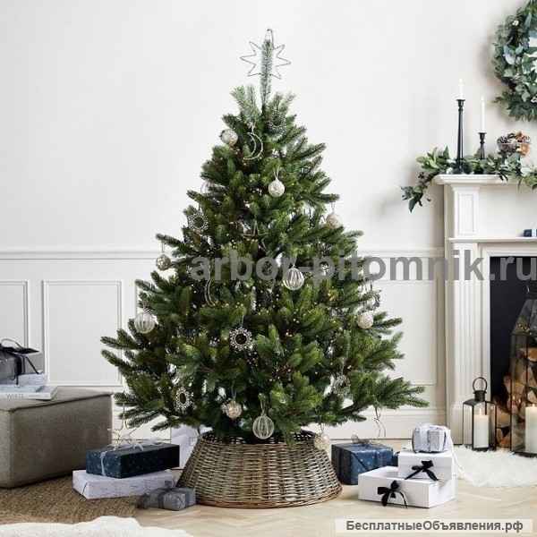 Новогодние елки, датские пихты срезанные и в горшках